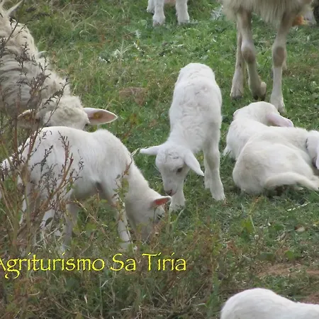 Sa Tiria Farm stay